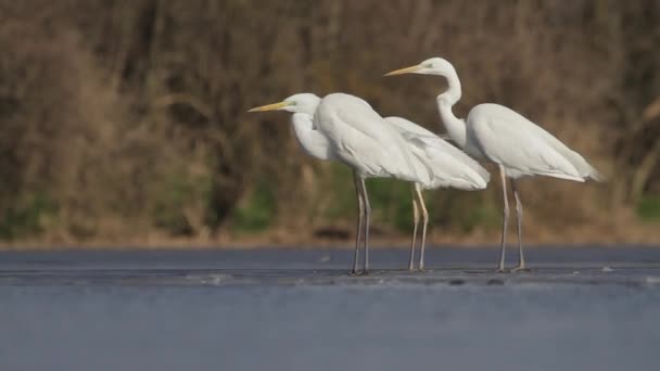 White Egret Egretta Alba Borda Lago Pantanoso Eles Assistem Relaxam — Vídeo de Stock