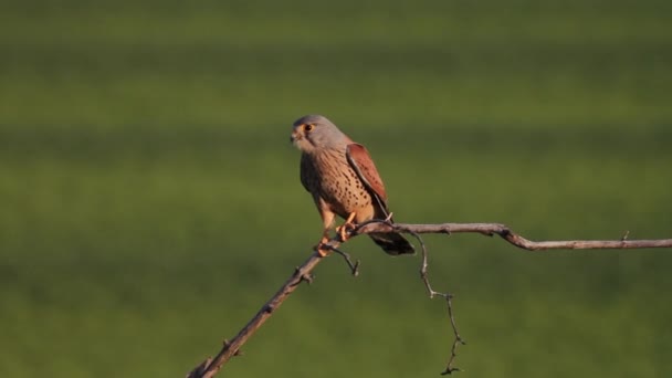 Běžný Buzzard Buteo Buteo Sedí Větvi Stromu Slunci — Stock video