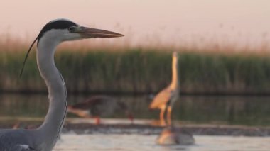 Gri balıkçıllı Ardea Cinerea bekliyor, yakın plan.