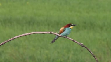 Avrupa Arı Yiyicileri- Daldaki Merops Apiaster, gagasında bir böcekle