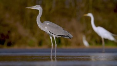 Gri Heron Ardea Cinerea Güneşin altında bekliyor