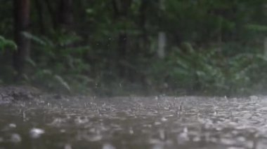 Yaz ormanlarında Göle Sağanak Yağmurweather condition