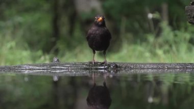 Kara kuş Turdus Merula bir orman gölünün kenarında bekliyor.