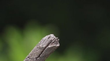 Yusufçuk bir dalda dinleniyor.