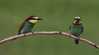 Avrupalı arı yiyici, Merops Apiaster. Kuşlar bir dala oturur ve beslenir
