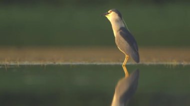 Kara Taç Giyen Gece Balıkçısı Nycticorax Nycticorax Gün ışığında bir balık havuzunun kıyısında duruyor.