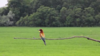 Avrupa Arı Yiyen - Daldaki Merops Apiaster