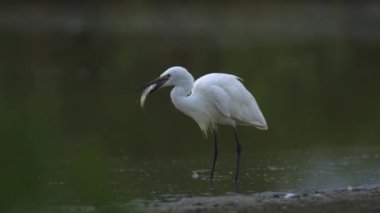 Büyük Egret Egretta alba gölün kıyısında yavaş çekimde balık yakalar.