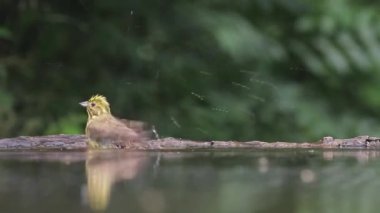 Sarı Çekiç Emberiza Citrinella Bir orman gölünde banyo, yakın çekim