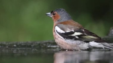 Fringilla Coelebs Banyo yapar, kapar