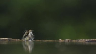 Fringilla Coelebs Uçuyor, yavaş çekim