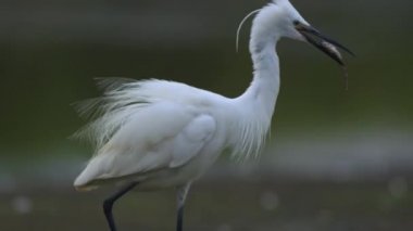 Balık tuttuktan sonra büyük balıkçıl Egretta alba