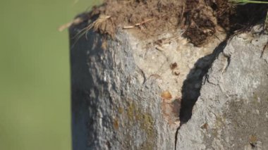 Avrasyalı Hoopoe Upupa, yaz güneşinde Avcılarla Uçuyor, kapayın.