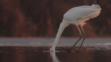 Beyaz Akbalıkçıl Egretta alba Balıkçılık, Yakın plan görüntü