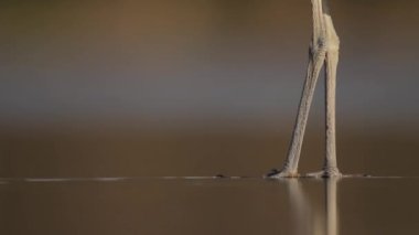 Gri Heron Ardea Cinerea Gölün sığ sularında balık tutuyor, yakın plan.