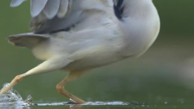 Kara Taç Giyen Gece Balıkçısı Nycticorax göl kıyısında duruyor ve yavaş çekimde uçup gidiyor..
