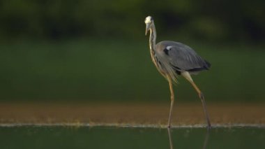 Gri balıkçıl Ardea Cinerea, bir balık havuzunun kıyısında yakından izliyor ve balık tutuyor.