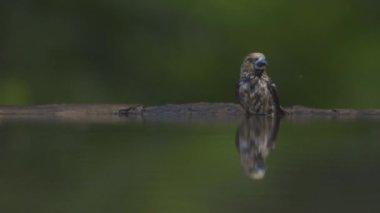 Hawfinch Coccothraustes Cocothraustes Banyo ve izlemek