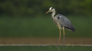 Gri balıkçıl Ardea cinerea bir balık havuzunun kıyısında durur ve izler.