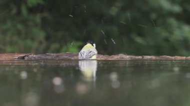 Great tit Parus major Bathing in summer forest