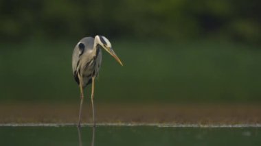 Gri balıkçıl Ardea Cinerea bir balık havuzunun kıyısında durur, izler ve balık tutar.