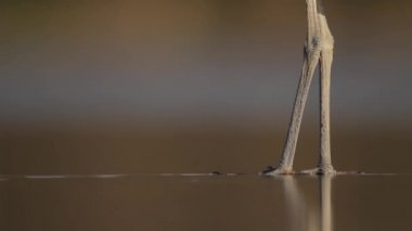 Gri Heron Ardea Cinerea Gölün sığ sularında balık tutuyor, yakın plan.