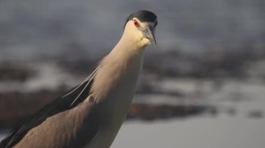 Siyah taçlı Gece Balıkçıl Nycticorax Nicticorax Sığ Su 'da bekliyor