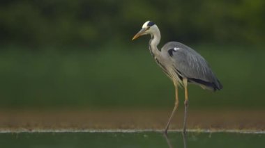 Gri bir balıkçıl Ardea Cinerea bir balık havuzu kıyısında duruyor.