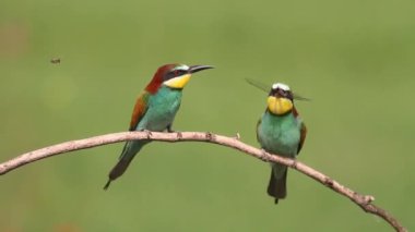 Arı Yiyen Merops Apiaster Yusufçuğu yakaladı. Kuş gagasında Avını Tutar