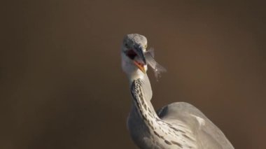 Gri Heron Ardea Cinerea sığ suda duruyor ve bir öğün yemeğin ardından dinleniyor.