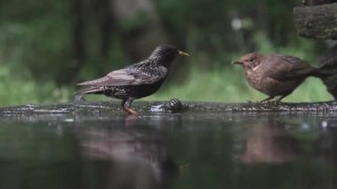 Ortak Starling Sturnus Vulgaris Banyo, Yaklaş