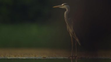 Gri bir balıkçıl Ardea Cinerea, güneş altında bir balık havuzu kıyısında duruyor.