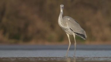 Gri Heron Ardea Cinerea Gölün sığ sularında balık tutuyor, yakın plan.