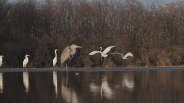 Büyük balıkçıllar Egretta alba sığ sularda birbirleriyle savaşır.