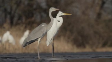 Gri Heron Ardea Cinerea gün batımında sığ bir gölün kıyısında duruyor.