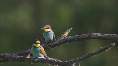 Avrupalı arı yiyiciler Merops Apiaster yazın bir dalda oturur
