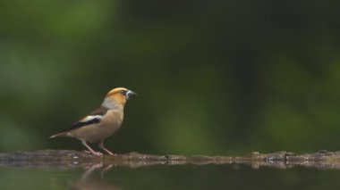 Hawfinch Coccothraustes coccothraustes kuşu uçuyor, yavaş çekim