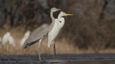 Gri Heron Ardea Cinerea gün batımında sığ bir gölün kıyısında duruyor.
