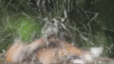 Hawfinchs Coccothraustes Cocothraustes yaz yağmurunda banyo yapıyor.