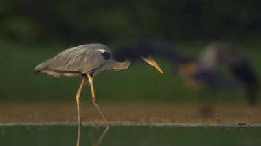 Gri balıkçıl Ardea Cinerea Balıkçılık, Yakın plan