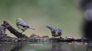 Great tit Parus major Bathing in summer forest, Close up