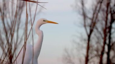 Beyaz Akbalıkçıl Egretta Alba sazlıklarda izliyor. Resmi Yakınlaştır