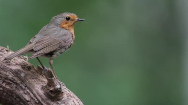 Avrupa bülbülü Erithacus Rubecula Branch 'da, Yaklaş