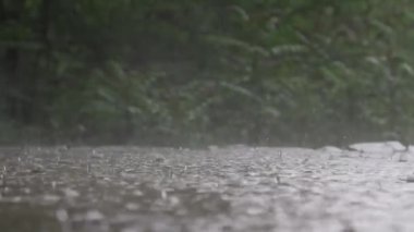 Yaz ormanlarında Göle Sağanak Yağmurweather condition
