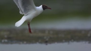 Kara kafalı martı Larus ridibundus yavaş çekimde uçar gider.