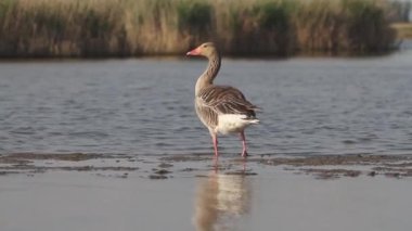 Greylag Goose Anser içicisi sığ bir gölün kenarında içiyor.