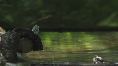 Fringilla Coelebs yaz sıcağında banyo yapıyor. Kapatın.