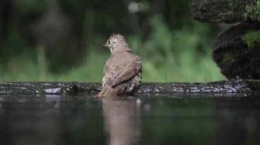 Song Thrush Turdus Philomelos Nehirde Banyo Yapıyor, Yakın plan