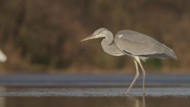 Gri balıkçıl Ardea Cinerea Gölün sığ sularında balık tutuyor