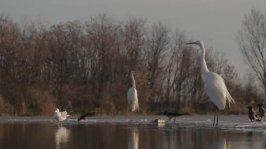 Beyaz Akbalıkçıl Egretta alba sığ sularda izler ve bekler.